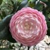 chicago121963